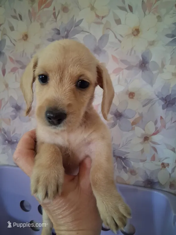Soft wire girl #1 – Miniature Dachshund puppy for sale in Staunton, IL