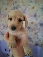 Soft wire girl #1, a female Miniature Dachshund for sale in Staunton, IL – 1 of 10