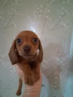 Tiny girl , a female Miniature Dachshund for sale in Staunton, IL – 1 of 4