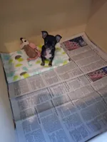 Baby boy #3, a male Chihuahua for sale in Staunton, IL – 4 of 7