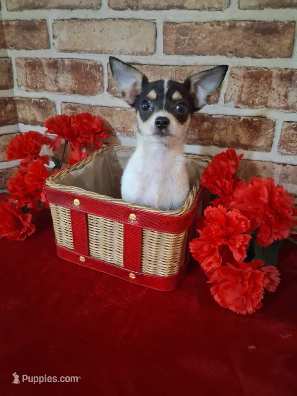 Baby boy #1 – Chihuahua puppy for sale in Staunton, IL
