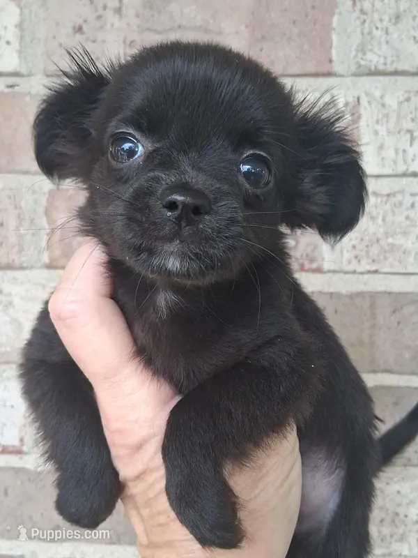 Baby boy #2 – Chihuahua puppy for sale in Staunton, IL