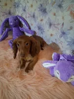 Red long coat , a female Miniature Dachshund for sale in Staunton, IL – 2 of 8