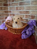ON HOLD , a female Miniature Dachshund for sale in Staunton, IL – 8 of 10