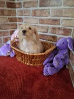 ON HOLD , a female Miniature Dachshund for sale in Staunton, IL – 9 of 10