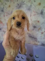 Soft wire girl #2, a female Miniature Dachshund for sale in Staunton, IL – 7 of 10