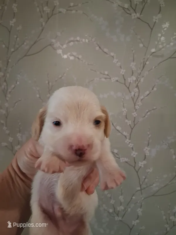 Boy #3 – Miniature Dachshund puppy for sale in Staunton, IL