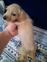 Soft wire boy #2, a male Miniature Dachshund for sale in Staunton, IL – 2 of 10