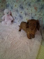 Red long coat female , a female Miniature Dachshund for sale in Staunton, IL – 5 of 6