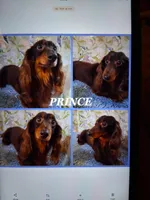 Baby girl #2, a female Miniature Dachshund for sale in Staunton, IL – 8 of 9