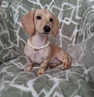 Smooth coat female , a female Miniature Dachshund for sale in Staunton, IL – 8 of 10