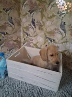 Boy #1, a male Miniature Dachshund for sale in Staunton, IL – 3 of 10