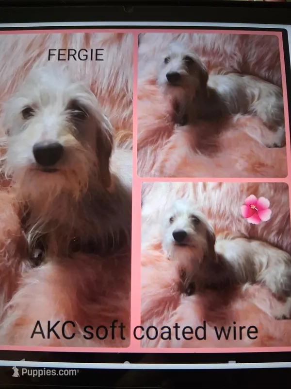 AKC full reg. Fergie  – Miniature Dachshund puppy for sale in Staunton, IL