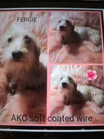 AKC full reg. Fergie , a female Miniature Dachshund for sale in Staunton, IL – 1 of 1