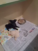 Baby boy #2, a male Chihuahua for sale in Staunton, IL – 5 of 5