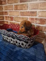 Long coat boy , a male Miniature Dachshund for sale in Staunton, IL – Photo 5 of 5