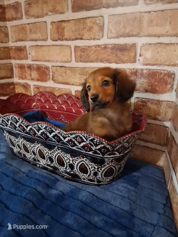 Long coat boy , a male Miniature Dachshund for sale in Staunton, IL – Photo 1 of 5