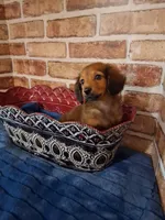 Long coat boy , a male Miniature Dachshund for sale in Staunton, IL – Photo 1 of 5