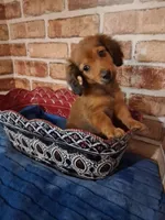 Long coat boy , a male Miniature Dachshund for sale in Staunton, IL – Photo 3 of 5