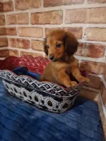 Long coat boy , a male Miniature Dachshund for sale in Staunton, IL – Photo 2 of 5