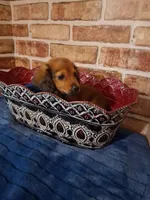 Long coat boy , a male Miniature Dachshund for sale in Staunton, IL – Photo 4 of 5