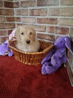ON HOLD , a female Miniature Dachshund for sale in Staunton, IL – 2 of 10