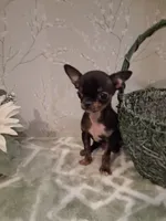 BUGSY (Bug for short ) , a male Chihuahua for sale in Staunton, IL – 6 of 10