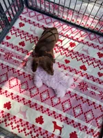 Baby girl #2, a female Miniature Dachshund for sale in Staunton, IL – 6 of 9