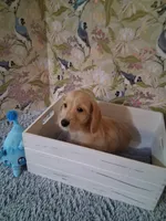 Boy #1, a male Miniature Dachshund for sale in Staunton, IL – 1 of 10