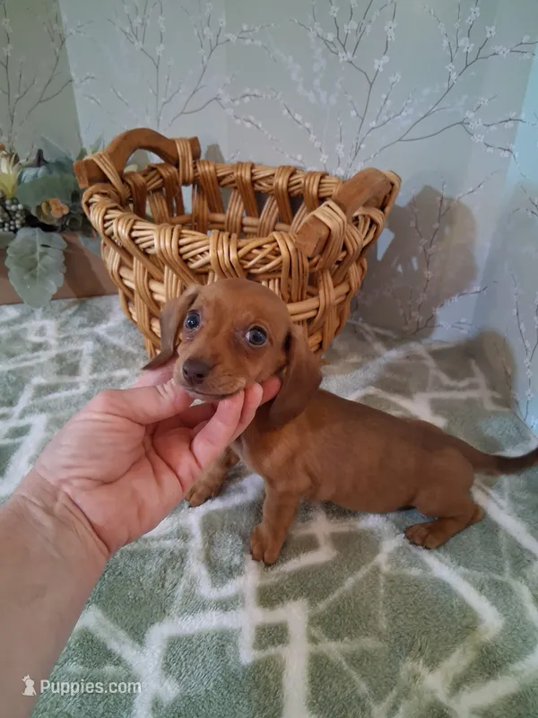 Tiny girl  – Miniature Dachshund puppy for sale in Staunton, IL