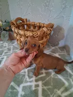 Tiny girl , a female Miniature Dachshund for sale in Staunton, IL – 3 of 4