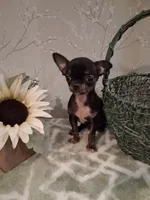 BUGSY (Bug for short ) , a male Chihuahua for sale in Staunton, IL – 7 of 10