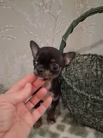 BUGSY (Bug for short ) , a male Chihuahua for sale in Staunton, IL – 4 of 10