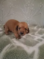 boy #2, a male Miniature Dachshund for sale in Staunton, IL – 3 of 3