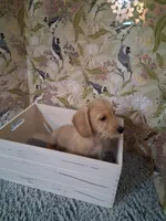Boy #1, a male Miniature Dachshund for sale in Staunton, IL – 9 of 10