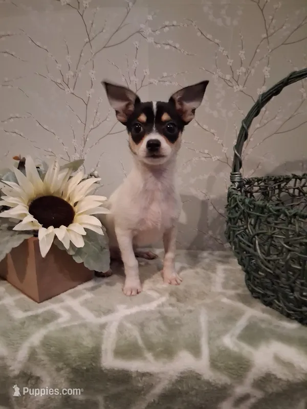 Rascal  – Chihuahua puppy for sale in Staunton, IL