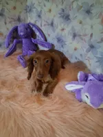 Red long coat , a female Miniature Dachshund for sale in Staunton, IL – 8 of 8