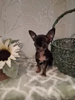 BUGSY (Bug for short ) , a male Chihuahua for sale in Staunton, IL – 1 of 10