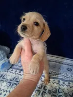 Soft wire boy #2, a male Miniature Dachshund for sale in Staunton, IL – 7 of 10