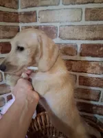 Back to school sale ! , a female Miniature Dachshund for sale in Staunton, IL – 6 of 10