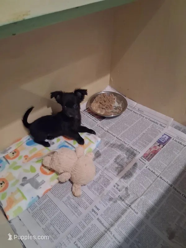 Baby boy #2 – Chihuahua puppy for sale in Staunton, IL