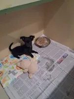 Baby boy #2, a male Chihuahua for sale in Staunton, IL – 1 of 5