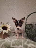 Rascal , a male Chihuahua for sale in Staunton, IL – 2 of 8