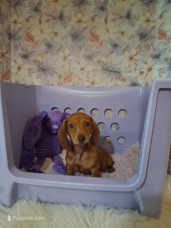 Tiny girl  – Miniature Dachshund puppy for sale in Staunton, IL