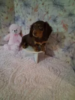 Chocolate and tan girl #1 , a female Miniature Dachshund for sale in Staunton, IL – 2 of 6