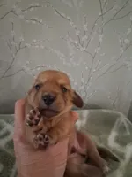 boy #2, a male Miniature Dachshund for sale in Staunton, IL – 2 of 3