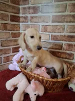 Back to school sale ! , a female Miniature Dachshund for sale in Staunton, IL – 3 of 10