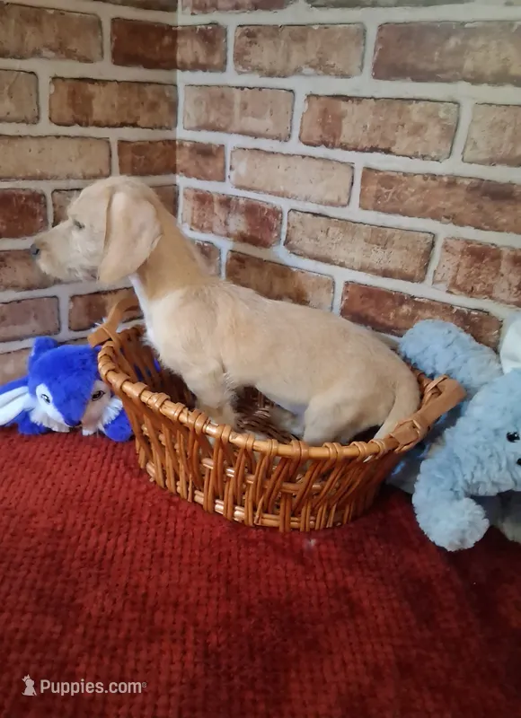 Back to school sale !  – Miniature Dachshund puppy for sale in Staunton, IL