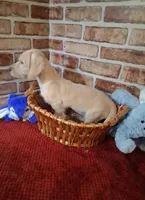 Back to school sale ! , a male Miniature Dachshund for sale in Staunton, IL – 8 of 9