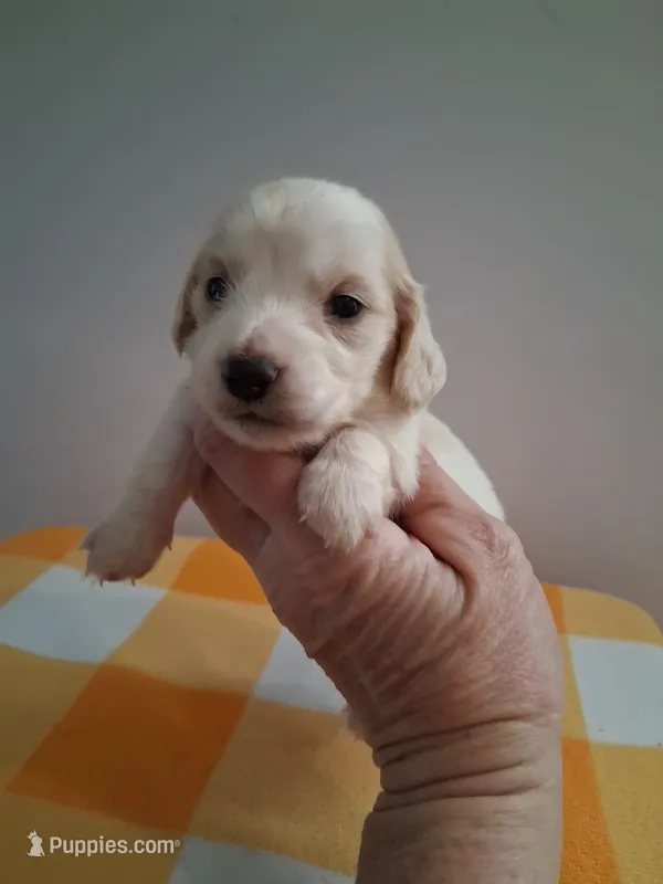 Boy #1 Long coat white with cream , a male Miniature Dachshund for sale in Staunton, IL – 1 of 7